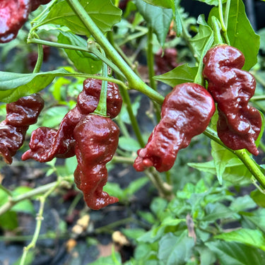 Chocolate Primotalii - Seeds - The Pepper Pantry (Formerly Marie Sharp's)